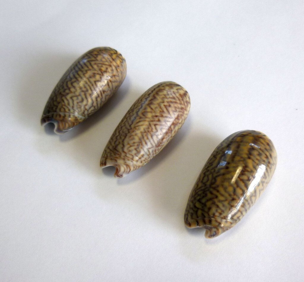 貝ガラ 貝殻 天然採取 マクラガイ(枕貝)3個 ①拍卖