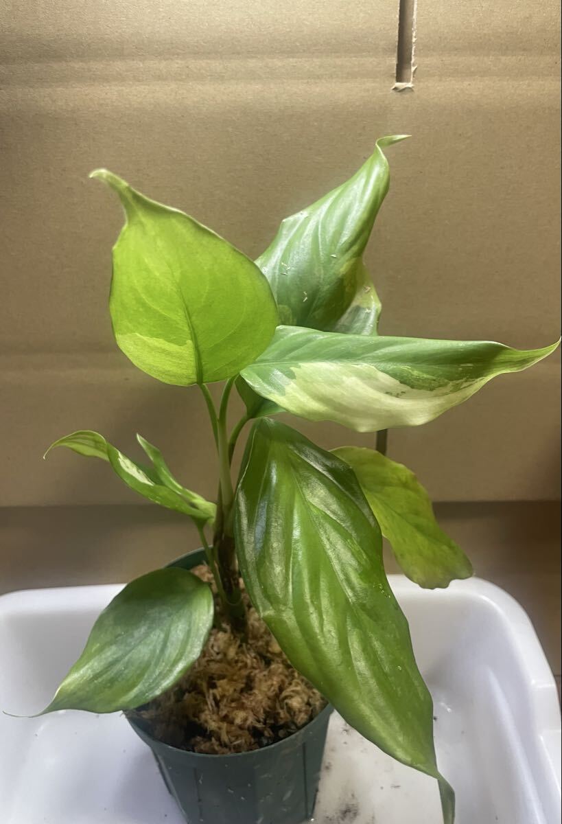 アグラオネマ モデスタム バリエガータ 斑入り拍卖