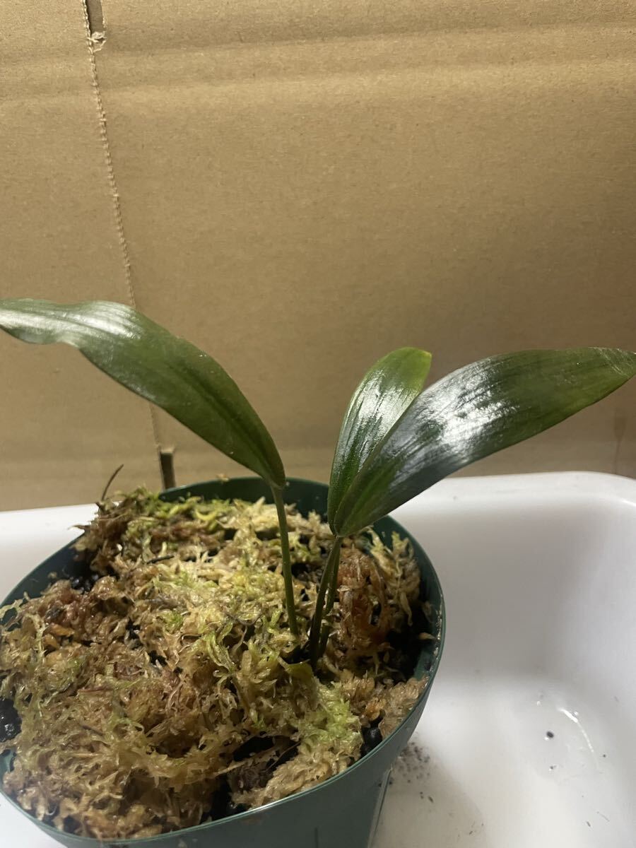 ラゲナンドラ SP THENKASI 水上育成葉拍卖