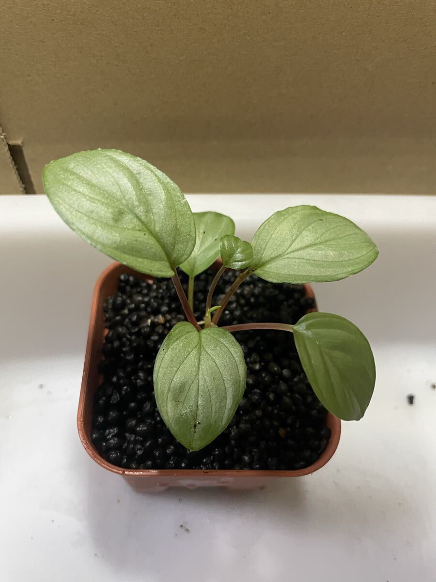 ホマロメナ Homalomena sp. 涼日Cameron Highlands【TK150815】拍卖