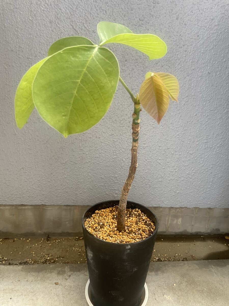 プセウド ボンバックス 枝挿し 塊根植物拍卖