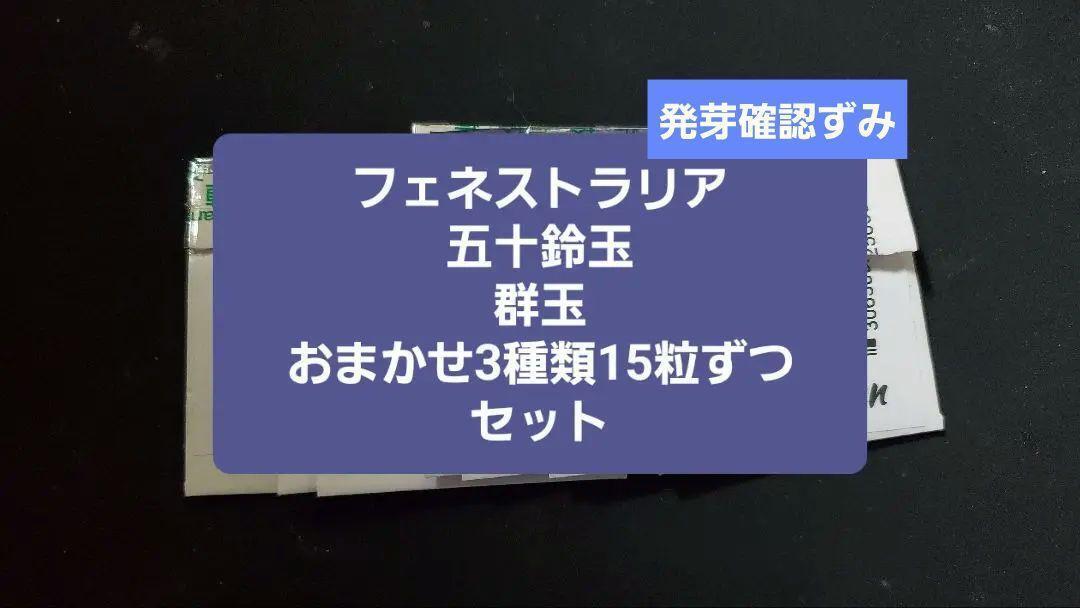 フェネストラリア 群玉 五十鈴玉 種子3種類 15粒ずつセット拍卖