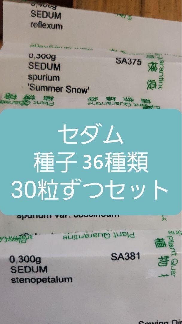 セダム 通年屋外OK 種子36種類 30粒ずつセット拍卖