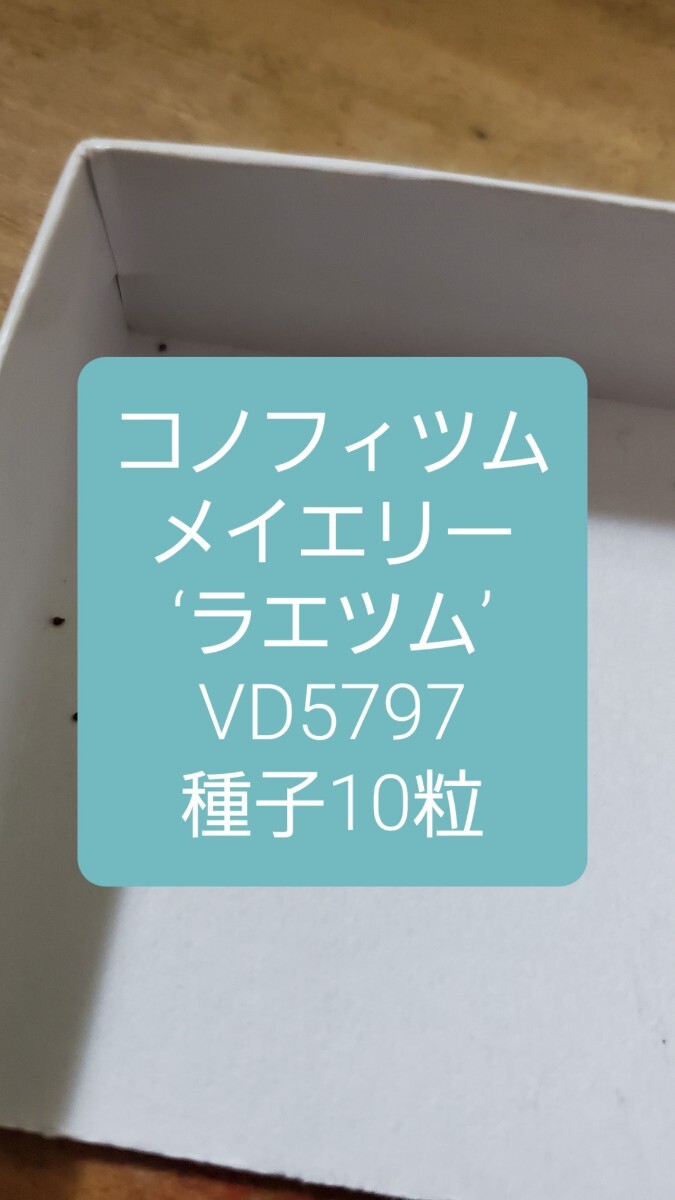 コノフィツム メイエリー ‘ラエツム’ VD5797 種子10粒拍卖