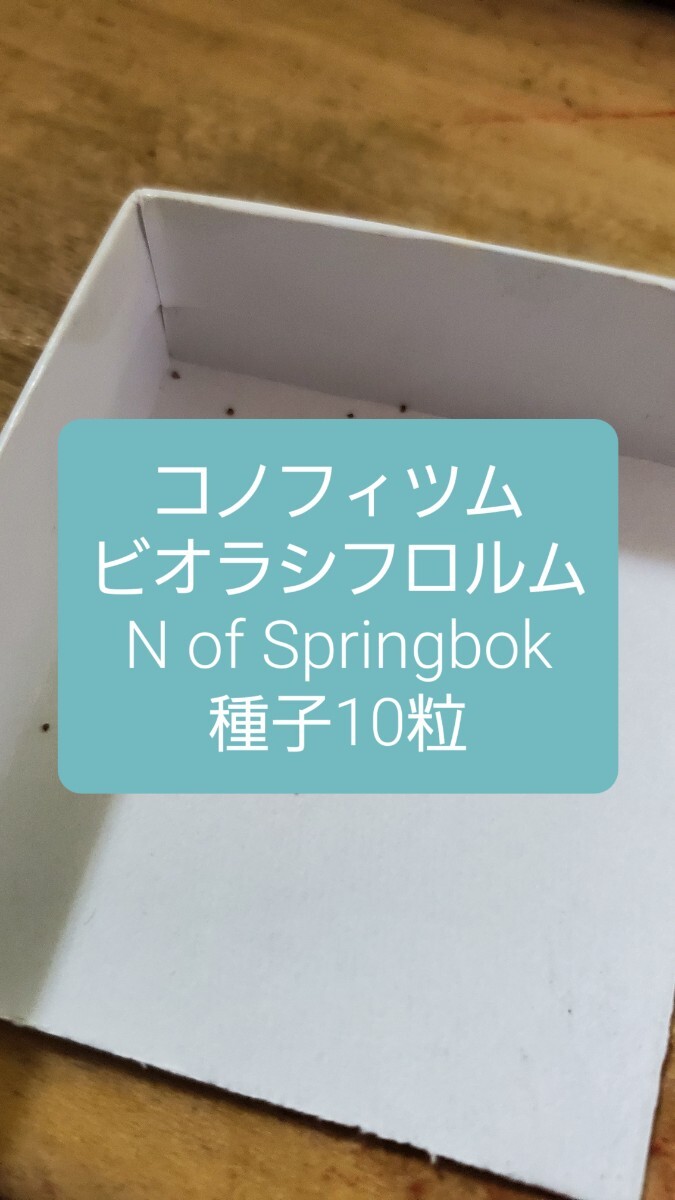 コノフィツム ビオラシフロルム, N of Springbok 種子10粒拍卖