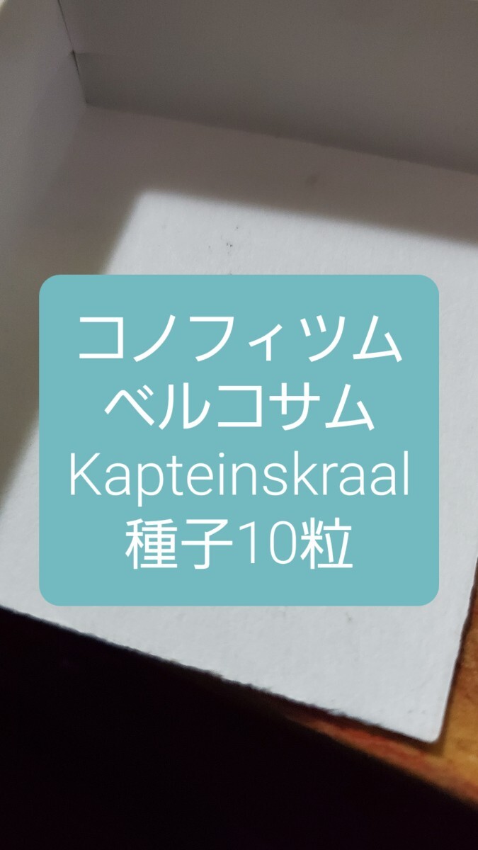 コノフィツム ベルコサム, Kapteinskraal 種子10粒拍卖