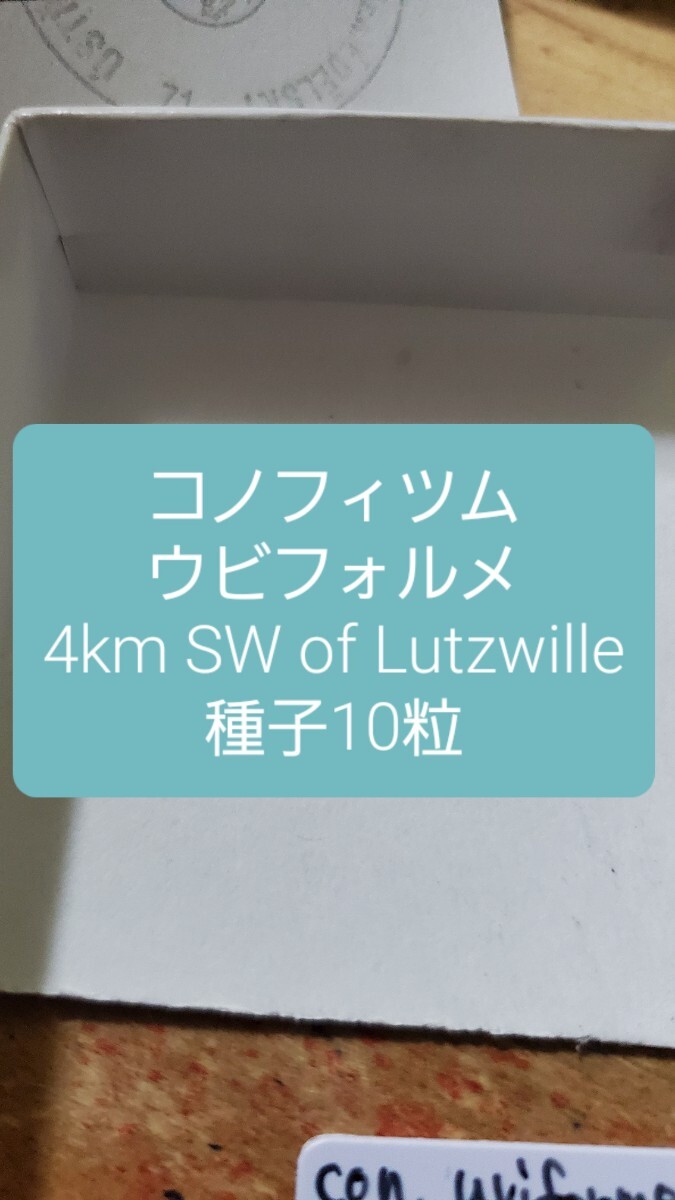 コノフィツム ウビフォルメ, 4km SW of Lutzwille 種子10粒拍卖
