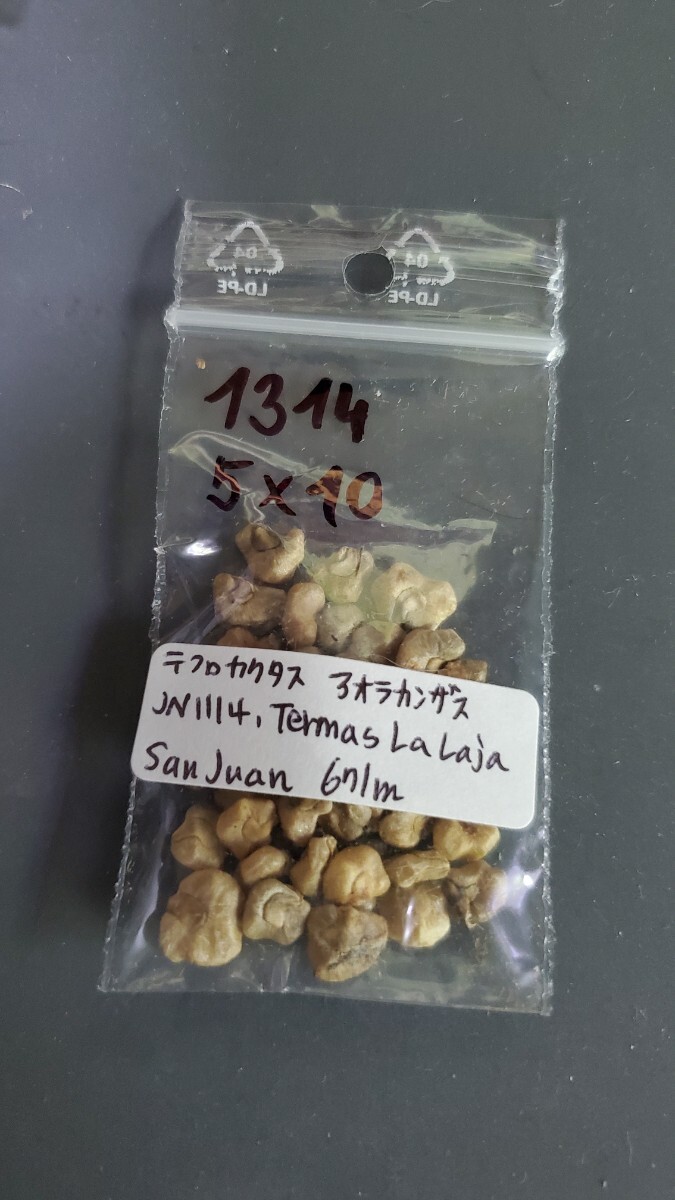 テフロカクタス アオラカンザス JN1114 種子5粒拍卖