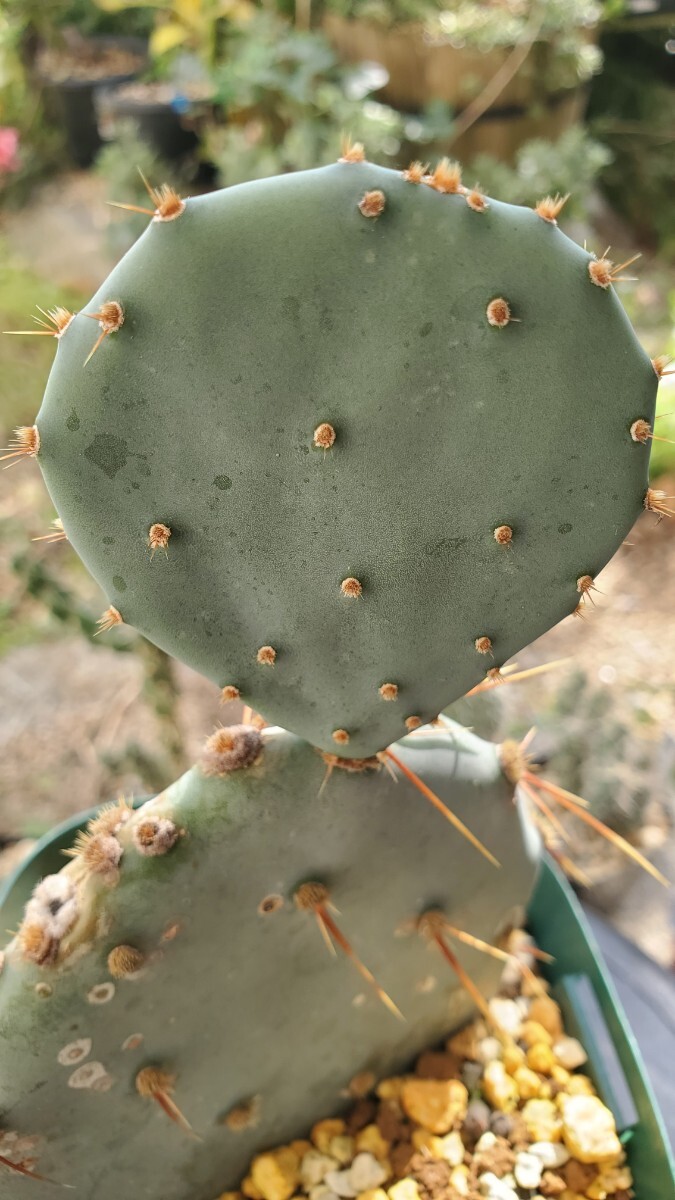 オプンチア cv.Grose von Aldingen 黄花 カット苗拍卖