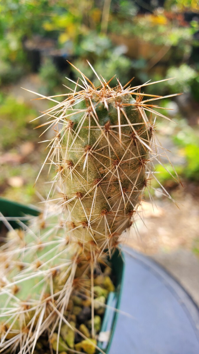 オプンチア ポリアカンサ, Powell 黄花 カット苗拍卖