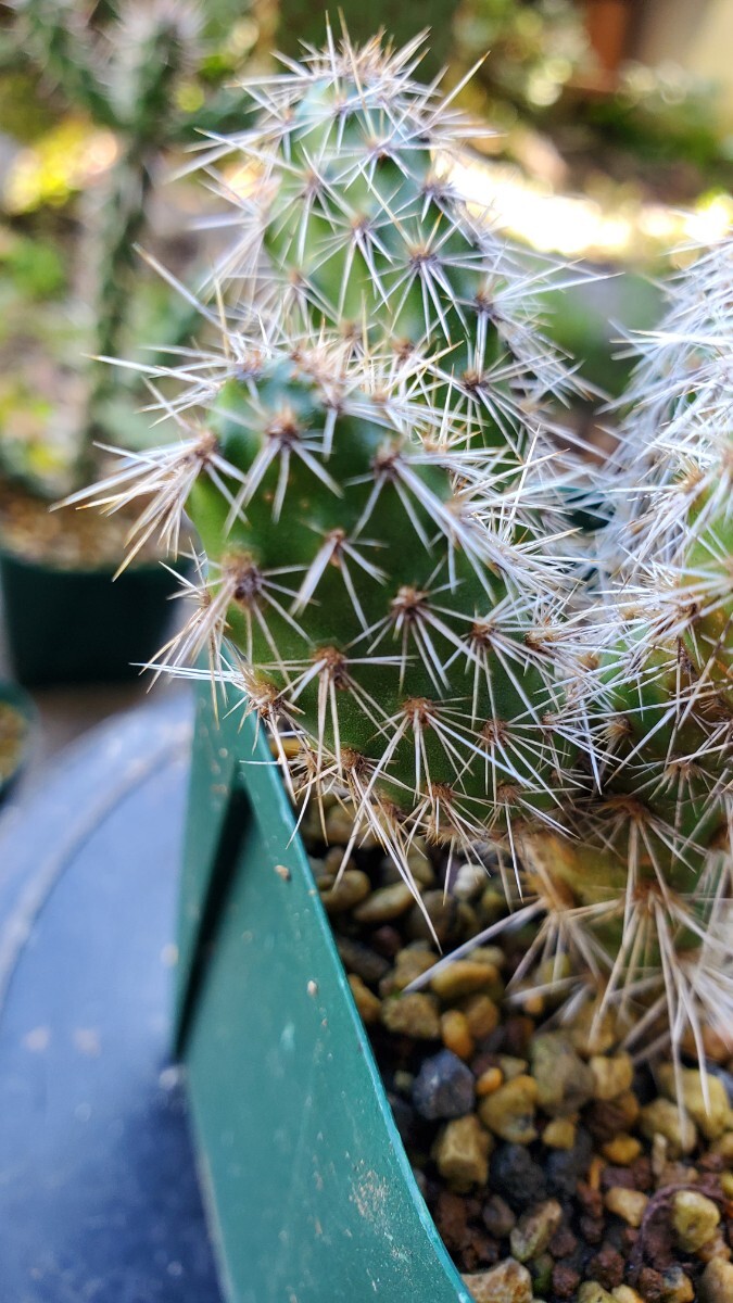 オプンチア ポリアカンサ cv.Peter Pan カット苗拍卖