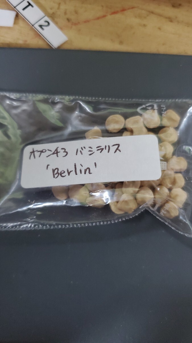 オプンチア バシラリス ‘Berlin ’  種子 5粒拍卖