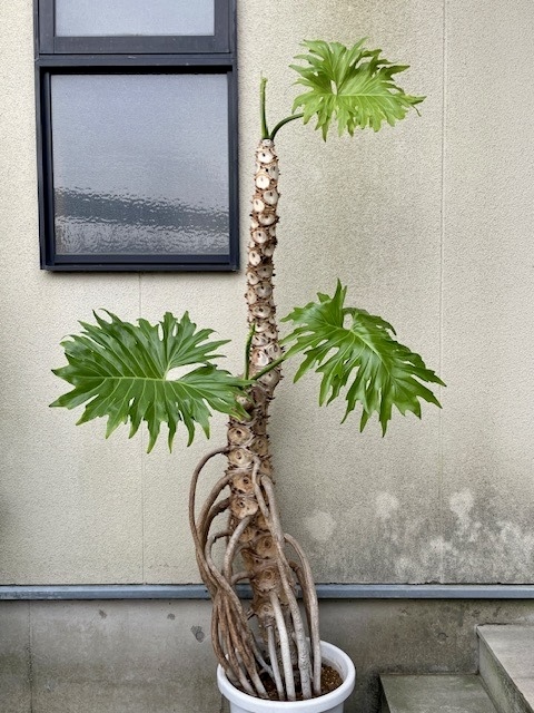 直接お引取 Plant■フィロデンドロン・セローム/観葉植物/高さ190cm/葉40cm■途中から脇芽を出した珍しい個体・多数の気根と太い幹上り拍卖