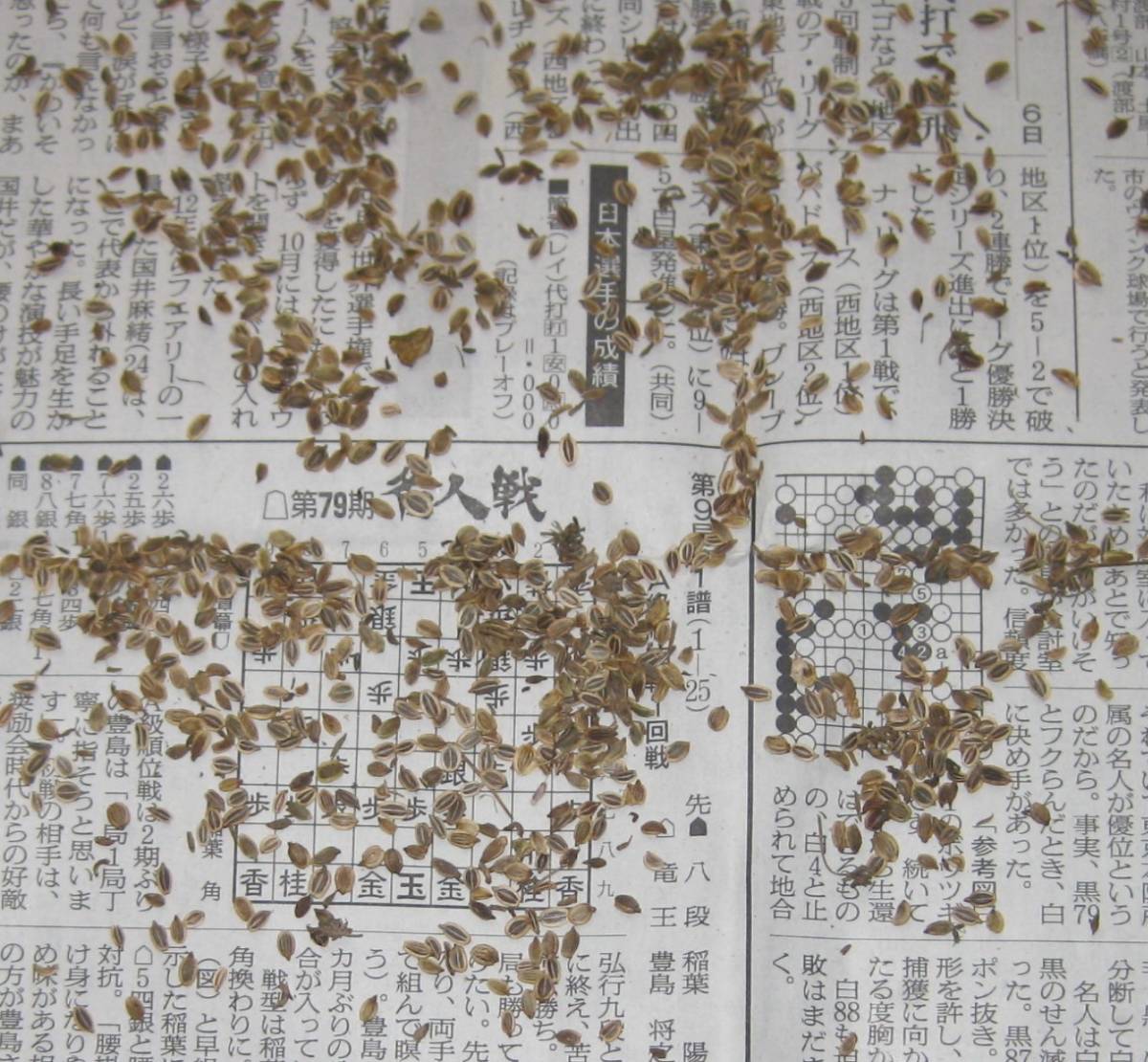 サクナ (長命草) 種子 小さじ1杯 送料込み (重要栄養素を沢山含む貴重な植物!!)拍卖