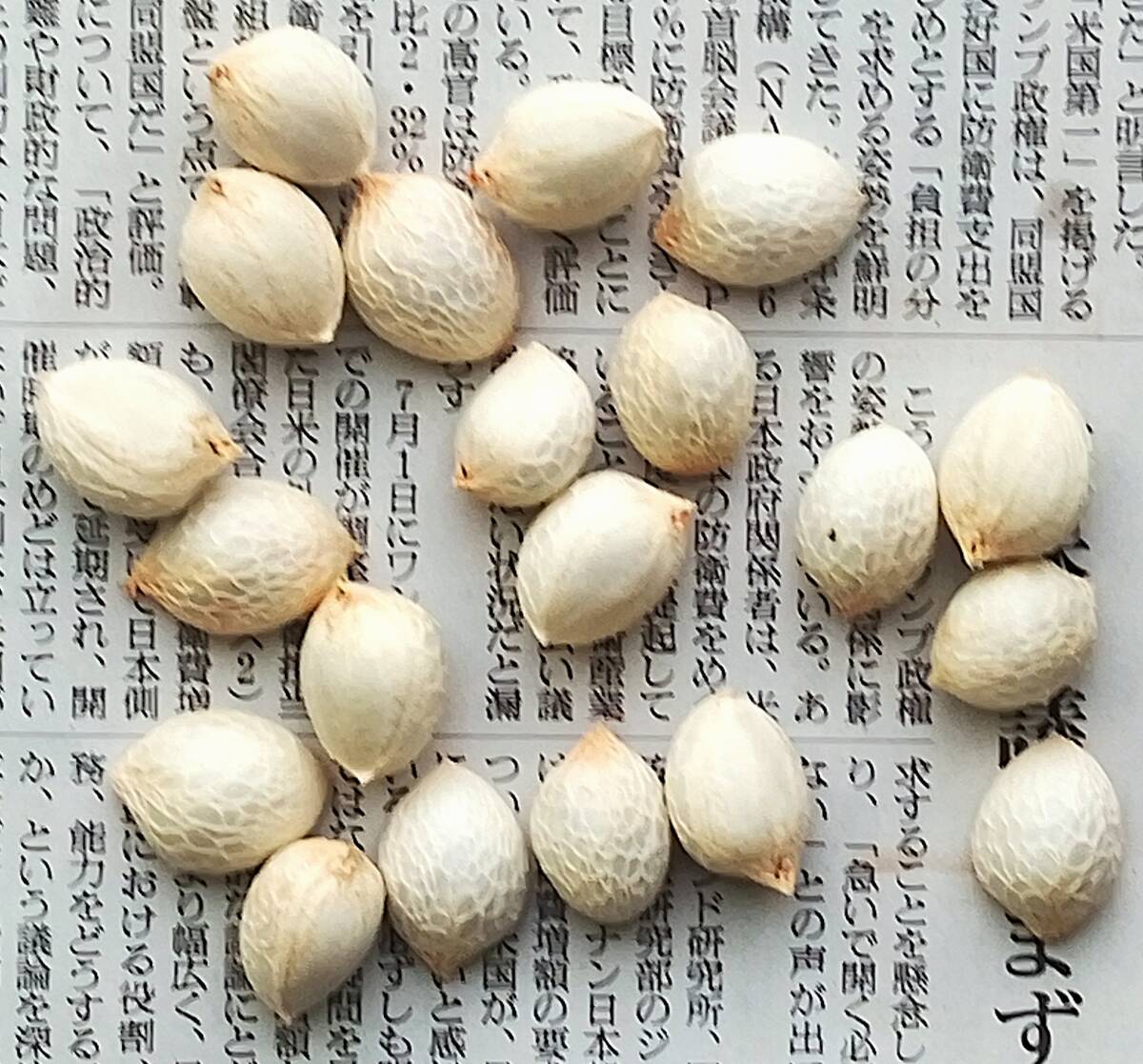 熱帯果樹の種子 アメイシャ (セイヨウベニスモモ) 種子20粒 稀少な種子を大幅値下げ!! 送料込み拍卖