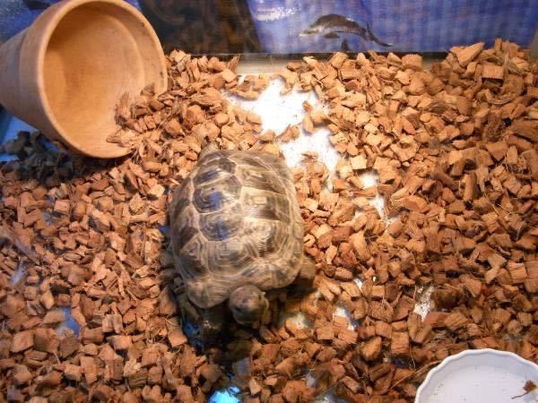 【即決】リクガメ等爬虫類用床材10L ヤシガラ マット イグアナ トカゲ ギリシャリクガメ ロシアリクガメ ケズメリクガメに拍卖