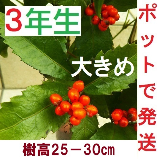 【ポットで発送】千両 大きめ 赤実 樹高20-30cmセンリョウ 2枝以上拍卖