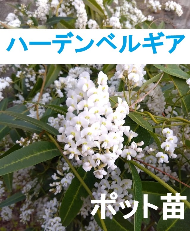 【ポットで発送】ハーデンベルギア(白) 挿し木苗 1ポット 2025年拍卖