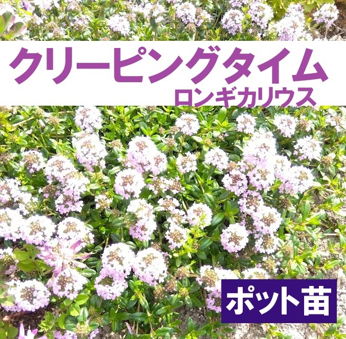 【ポットで発送】タイム ロンギカリウス 9cmポット苗 クリーピングタイム拍卖