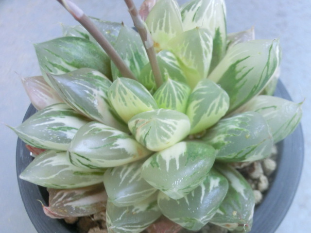 【種子】 多肉植物 ハオルチア もぐりんA × 残雪オブツーサ錦  5個 ハオルシア 【Haworthia】拍卖