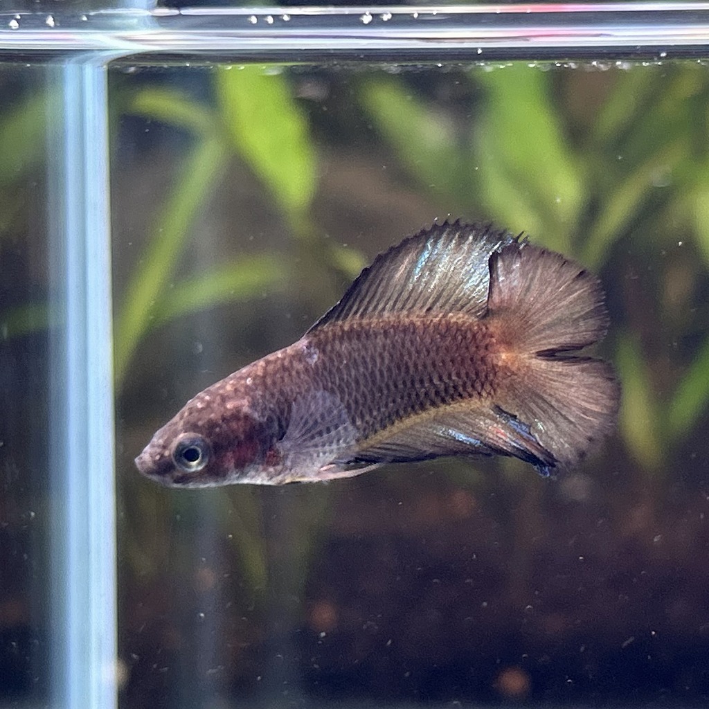 ベタ ダブルテール メス ブラック 06F0801-016 熱帯魚 生体拍卖