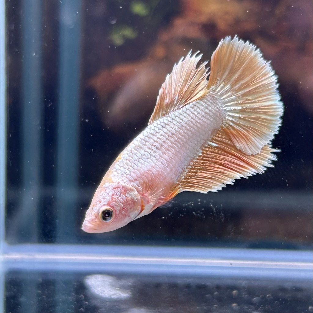 ベタ ショーベタ メス ゴールド 03F0801-022 ハーフムーン 熱帯魚 生体拍卖