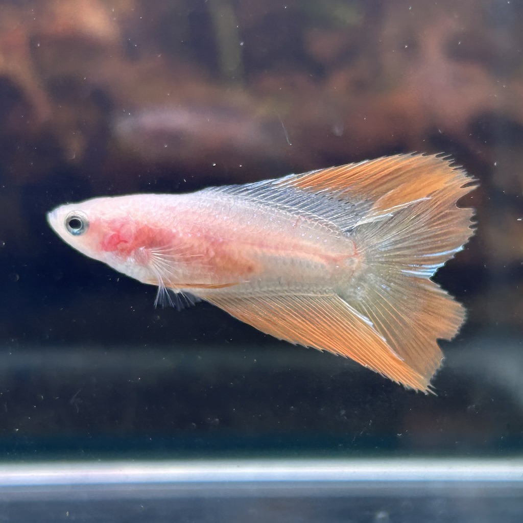 ベタ ダブルテール メス ファンシーイエロー 06F0801-032 熱帯魚 生体拍卖