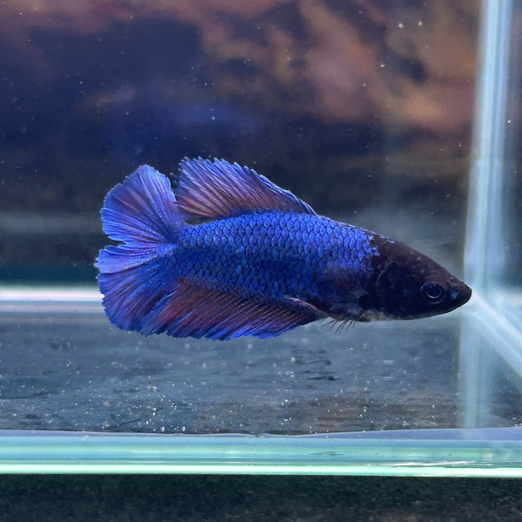 ベタ ダブルテール メス ロイヤルブルー 06F0801-030 熱帯魚 生体拍卖