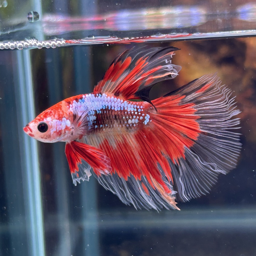 熱帯魚 ショーベタ オス キャンディー 03M0801-030 生体 ハーフムーン拍卖