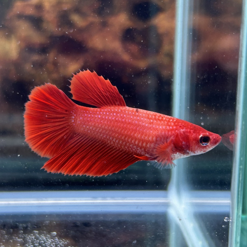 ベタ ショーベタ メス レッド 03F0801-029 ハーフムーン 熱帯魚 生体拍卖