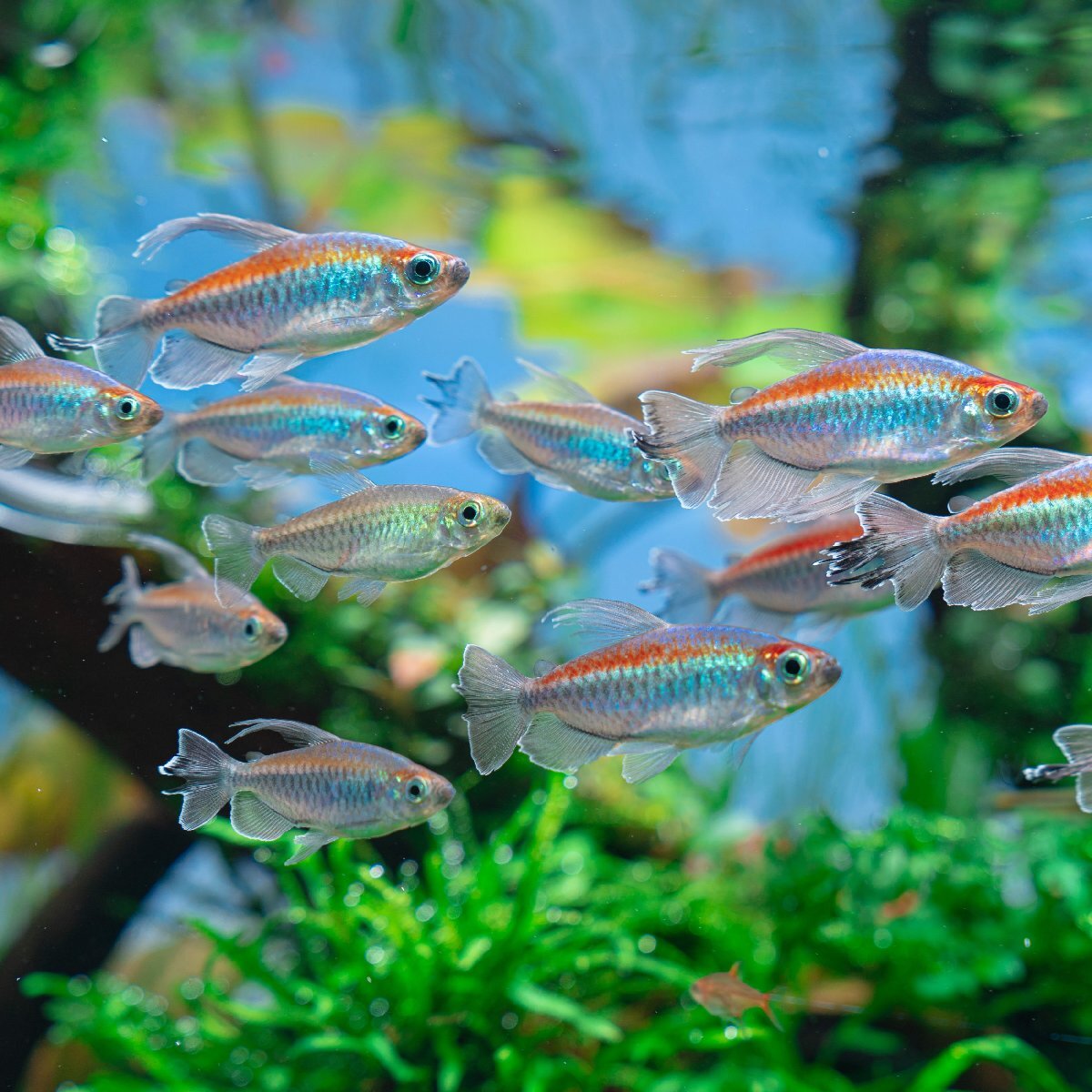 熱帯魚 コンゴテトラ 10匹 SM 東南ブリード ※雄雌のご指定不可拍卖