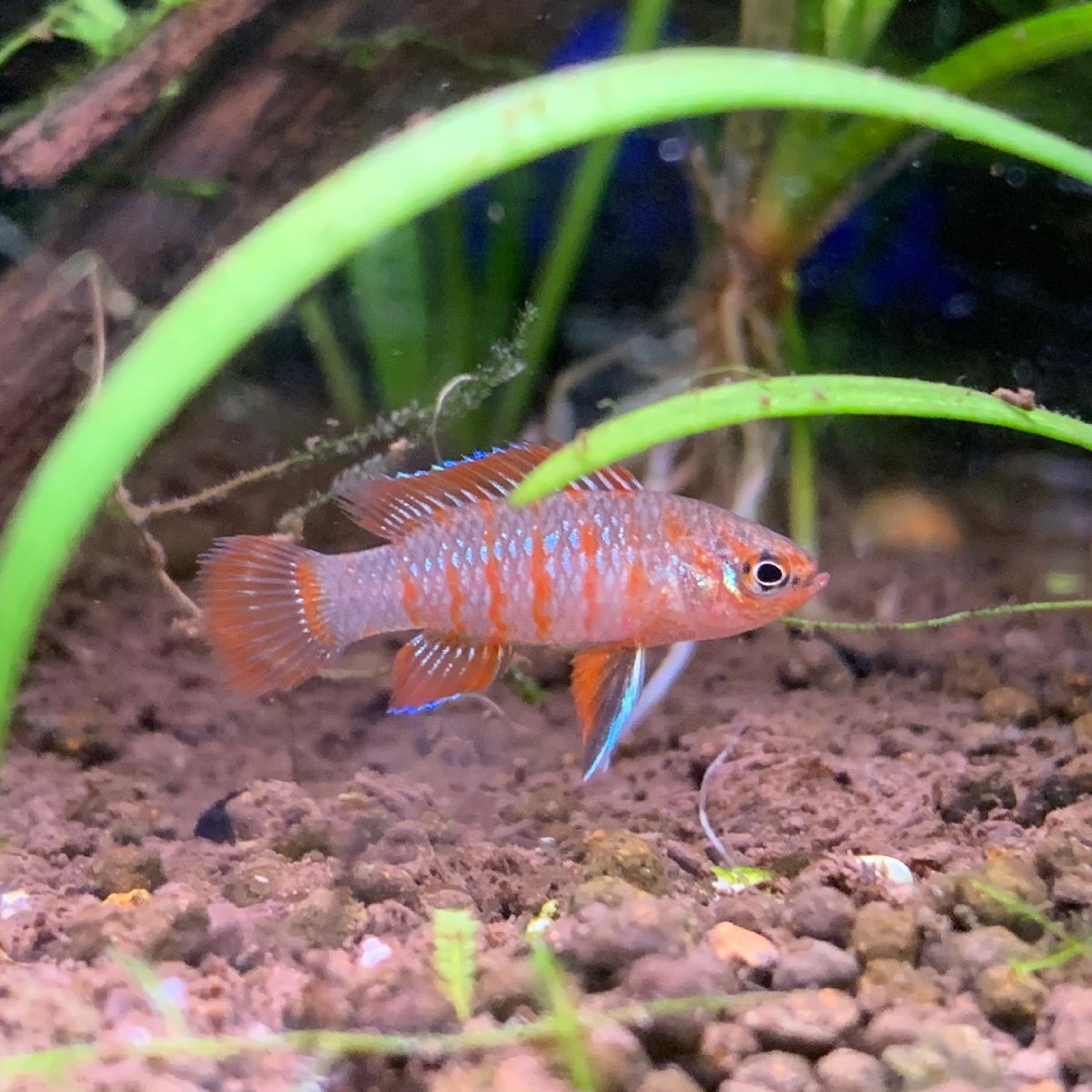 熱帯魚 スカーレットジェム 1匹 ※雄雌のご指定不可拍卖