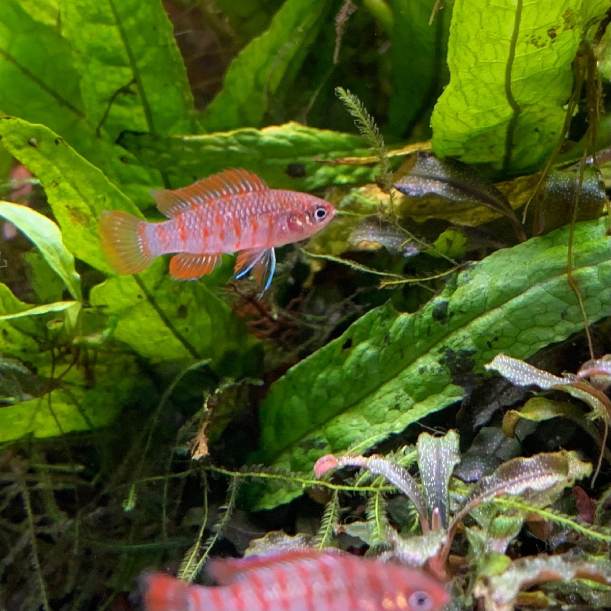 熱帯魚 スカーレットジェム 10匹 ※雄雌のご指定不可拍卖