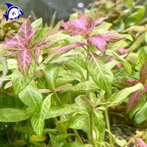 水草 ハイグロフィラ・ロザエネルビス 5本 ※バラ売り水草は4点まで同梱可能(ネコポス)拍卖