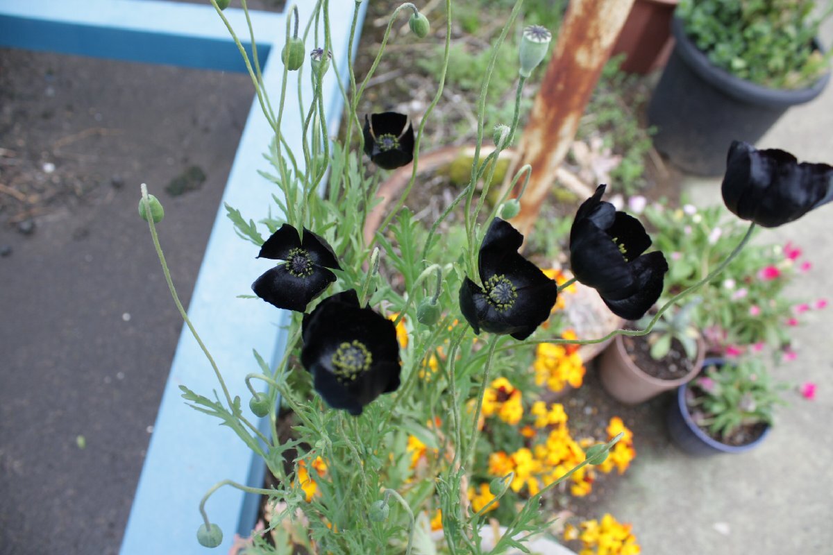 ●ブラックマジック ブラックポピー  種 ● 黒いポピー マドラースプーン一杯 200粒?300粒? たね タネ ポピー拍卖