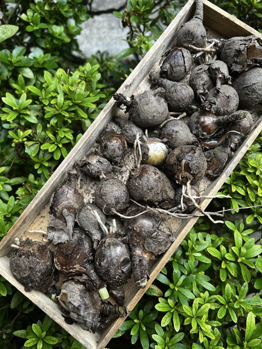 お買い得!彼岸花 球根 大、中、小セット 山野草拍卖