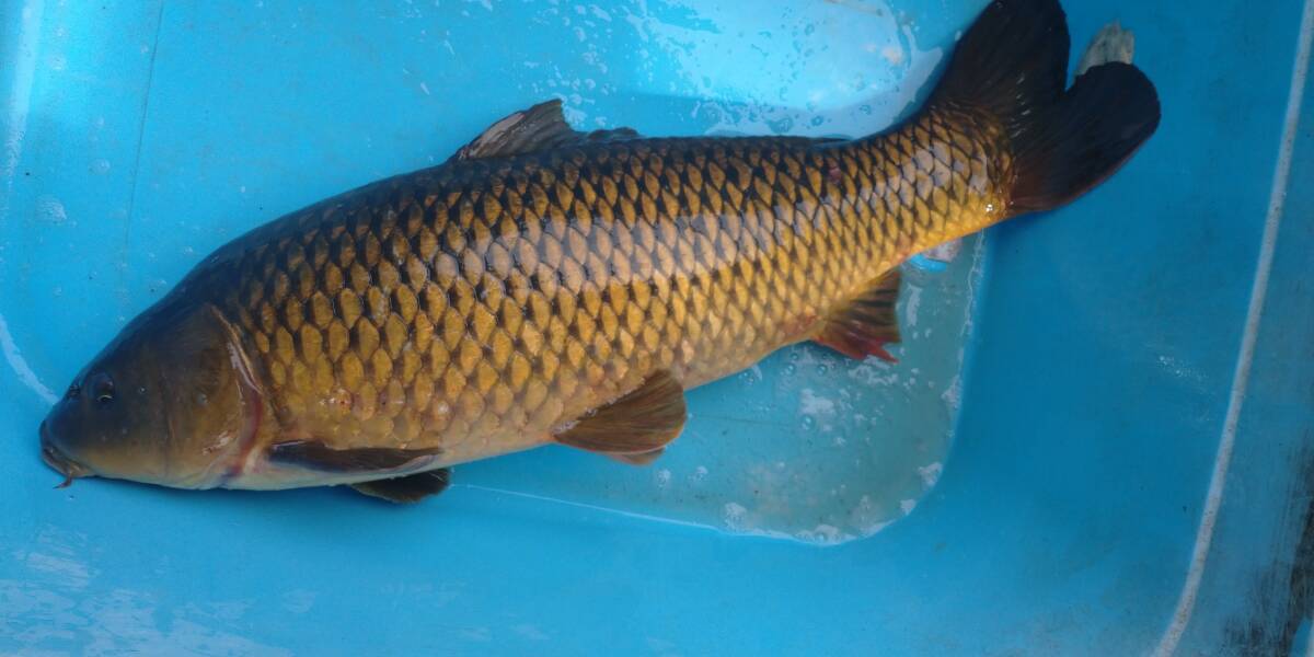 「p_mint」 体型良いです!!◇真鯉(琵琶湖産) 1匹 90cm弱?●即決● 発送不可。●引き取り又は有料配達●現物出品拍卖