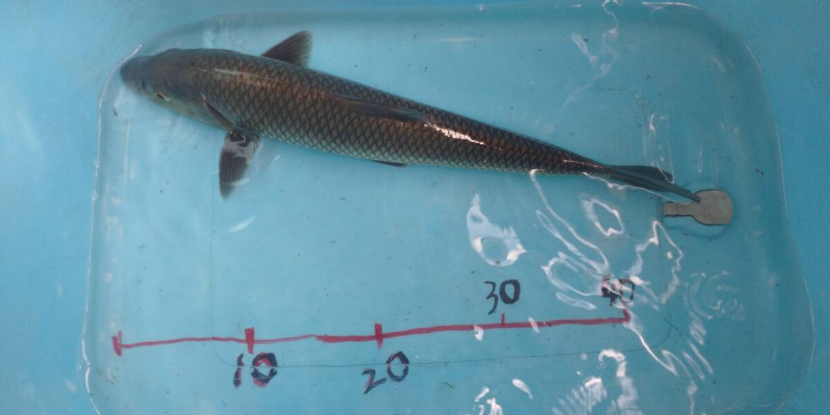 「p_mint」 ◇特大ニゴイ 1匹 50cm前後●岐阜県一級河川捕獲個体 ●即決● ヤマト又はゆうパック140サイズ発送(指定不可)拍卖