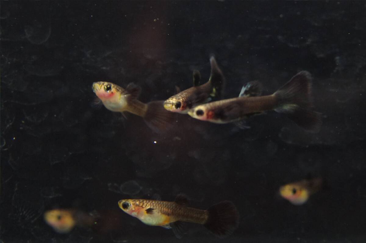 【Big_dream】(西日本限定発送) 国産グッピー タイガーフルブラック ♀3 ♂2 若個体(小さめ)拍卖