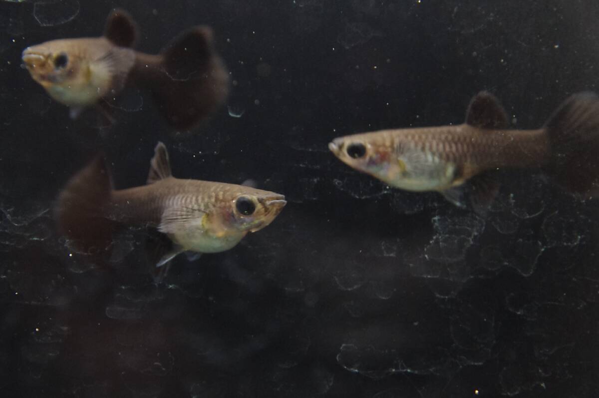 【Big_dream】(西日本限定発送) 国産グッピー フルブラック ♀6匹 若個体大拍卖