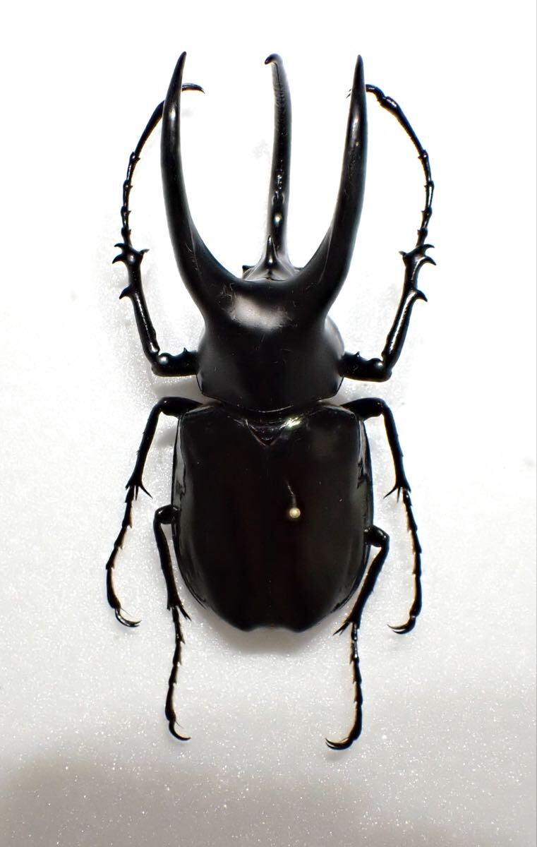 昆虫標本 モーレンカンプオオカブト(34) 97.5㎜拍卖