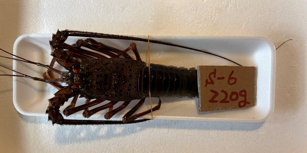 【和歌山産】 天然伊勢海老 (220g) 訳有(刺身OK) 冷凍 S-6拍卖