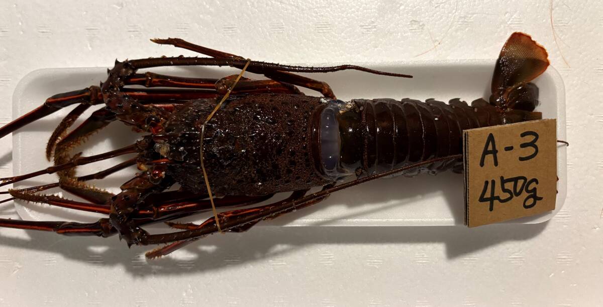 【和歌山産】 天然伊勢海老 (450g) 訳有 冷凍 A-3拍卖