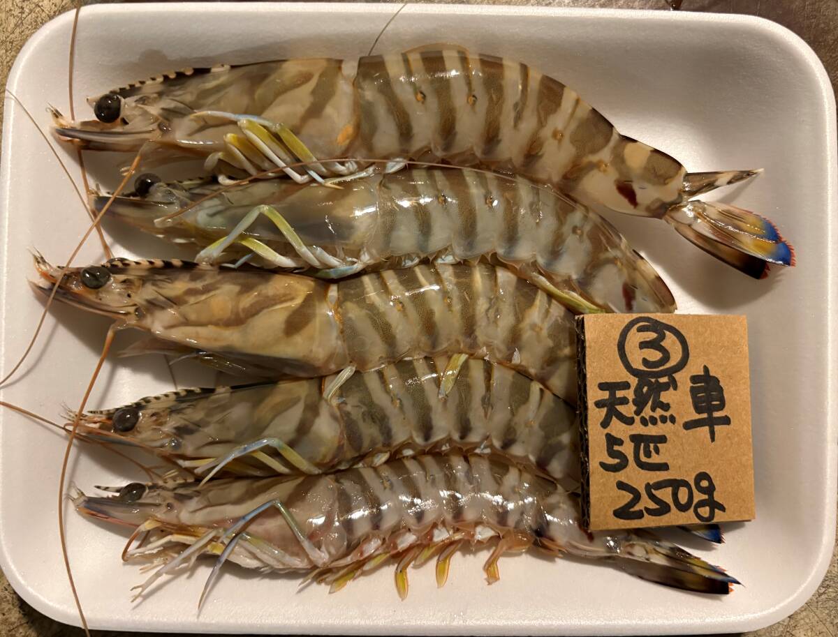 【和歌山産】 天然車海老 (5匹で250g) 冷凍 ③拍卖