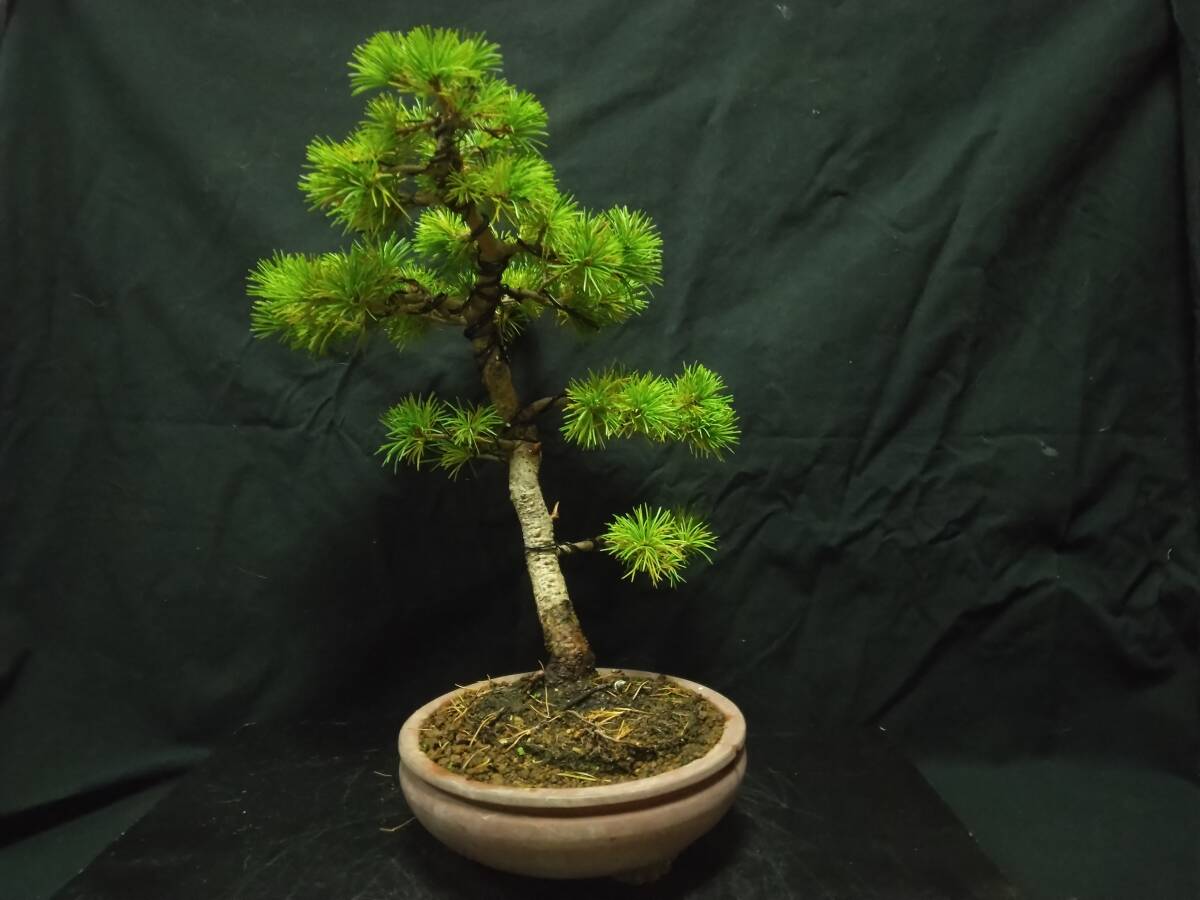 ☆盆栽/那須五葉松/文人/送料無料☆拍卖