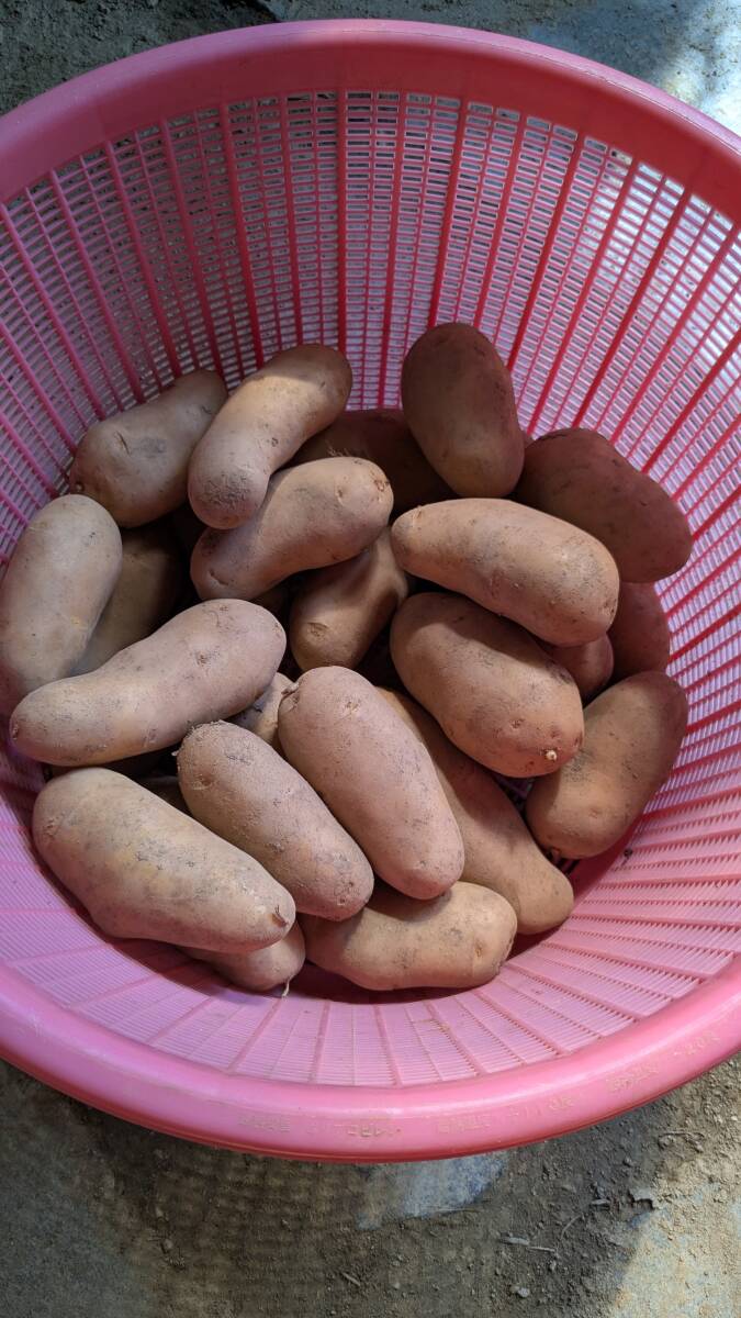 福島県産ジャガイモ  メークイン 3kg 無農薬 冷暗所保管拍卖