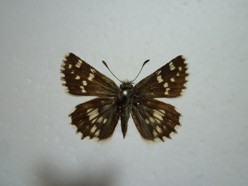 【外国産蝶標本】チャマダラセセリ/Pyrgus maculatus/パキスタン.シャンドール峠産/28.3mm拍卖