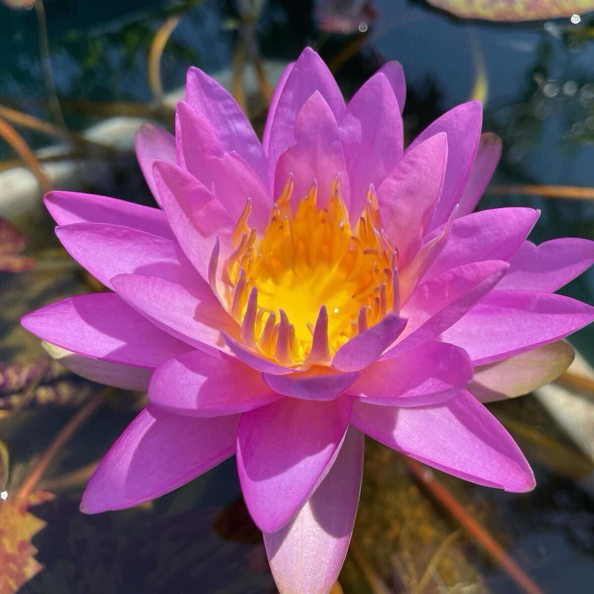 【Kazuのメダカ睡蓮ビオトープ】サイアム・パープル2 1株 H×T 亜属間交配種拍卖