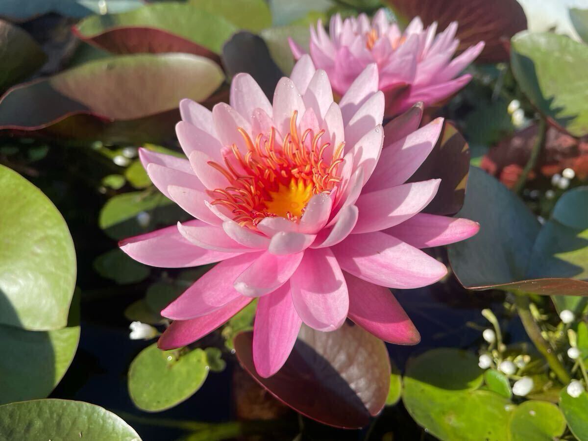 【Kazuのメダカ睡蓮ビオトープ】フロステッド・ピンク 株分け苗1株 耐寒性睡蓮 拍卖