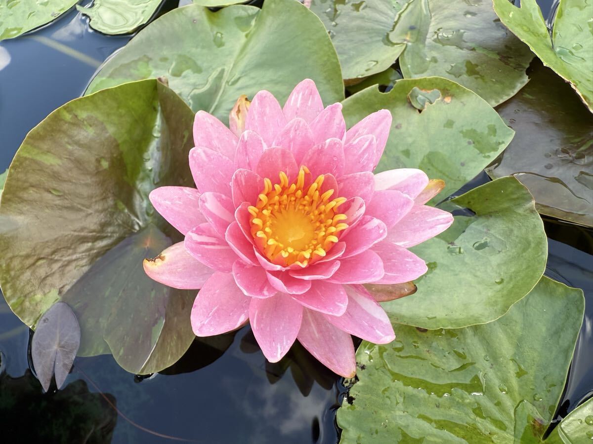 【Kazuのメダカ睡蓮ビオトープ】睡蓮農園オリジナル睡蓮 選抜落ち苗Qqq 1株 耐寒性睡蓮 6拍卖